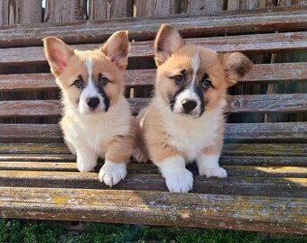 Welsh corgi pembroke