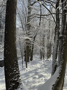 Prodám lesní pozemek v k.ú. Dolní Skorošice