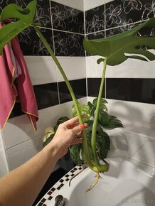 Monstera Deliciosa