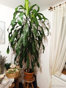 Dracena