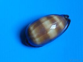 Cypraea talpa - 1