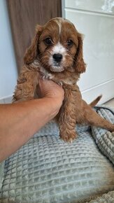 Cavapoo