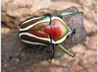 Larvy dicronorhina derbyana