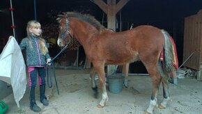 Welsh pony of cob type