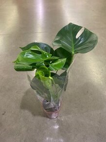 Monstera 40cm - 1