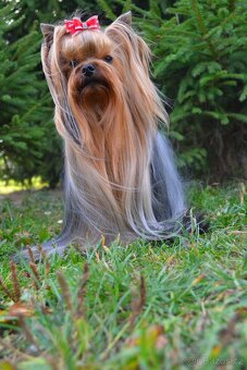 Jorkšírský teriér / Yorkshire Terrier s PP (FCI)