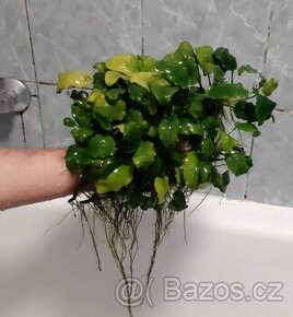 Anubias - 1