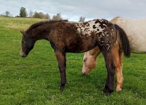 Klisnička Appaloosa