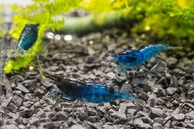 Krevetky Neocaridina Blue Dream