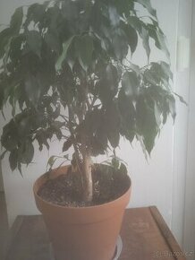 Ficus Benjamin - 1