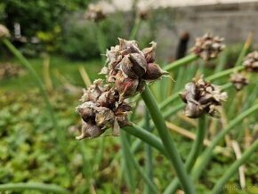 Cibule poschoďová prorůstavá ALLIUM X PROLIFERUM - sazenice - 1