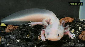 Axolotl od chovatele - axolotly.cz