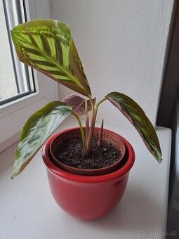 Pokojová rostlina Calathea Flamestar