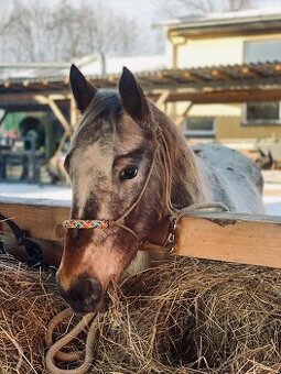 Nádherná klisna appaloosa