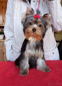 YORKSHIRE TERRIER  s PP - psík