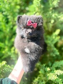 Pomeranian super mini