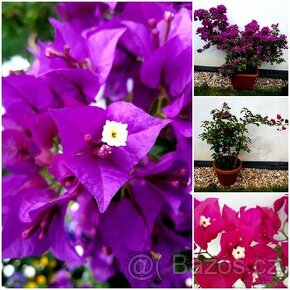 Bougainvillea, Bougainvilea, keře, tropické rostliny