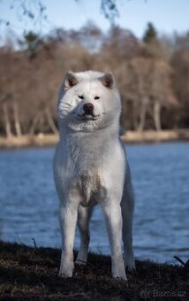 Akita Inu krycí pes s PP