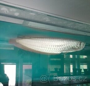 Arowana