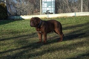 Dogue de Bordeaux, Bordo doga, Bordeauxska doga