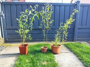 3x Salix erythroflexuosa - vrba kroucená