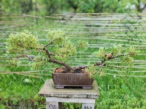 Bonsai, bonsaj - Jalovec