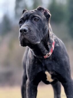 Bandog - 1