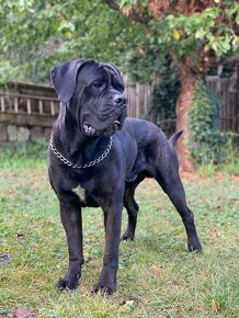 Cane Corso stěně  s pp. Vymazlenný krásný kluk. - 1