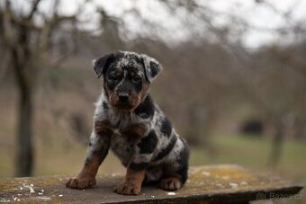 Beauceron