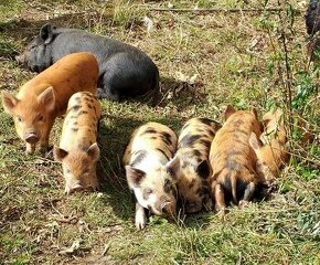 Prodám selátka Kune-kune,pro nemoc ruším chov.