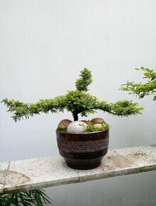 Tis červený bonsai