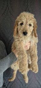 Zlatý retrivr - Goldendoodle