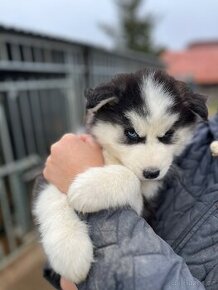 Prodáme modrooká čistokrevná štěňátka Sibiřský Husky