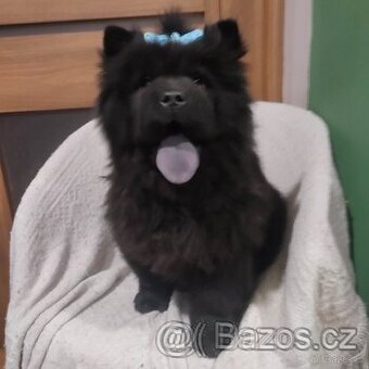 Čau čau Chow Chow krasny exterrier - 1