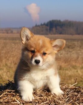 Welsh corgi pembroke s PP