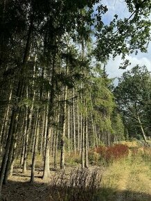 Prodám lesní pozemky v k.ú. Kámen u Křenic - 1