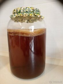 Kombucha