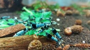 krevetky Caridina Blue Mosura Shadow