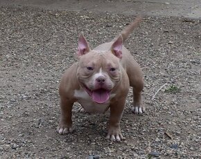 American bully micro s PP (ABKC)