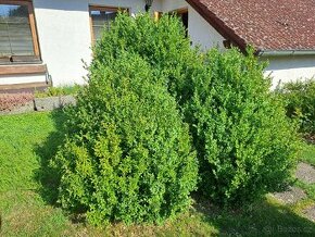 Rostly plot zeleny celorocne - buxus