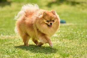 Pomeranian fenka s PP