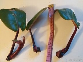 Philodendron Red cherry