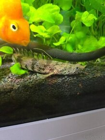 Bichir Endlicherův - 1