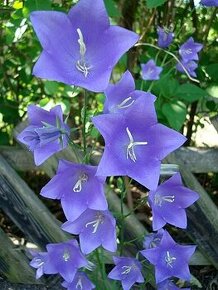 Zvonek broskvolistý - Campanula persicifolia 1000 semen 50 K - 1