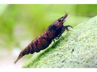 Krevetky - Neocaridina Red Onyx