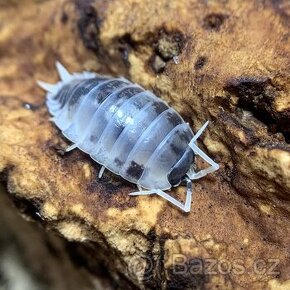 'Dairy Cow' isopod 25ks + množstevní slevy