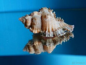 Chicoreus laciniatus - 1