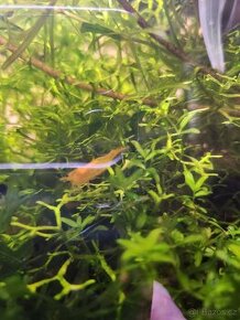 Neocaridina Orange