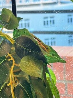 Phelsuma lineata +. Terrarium