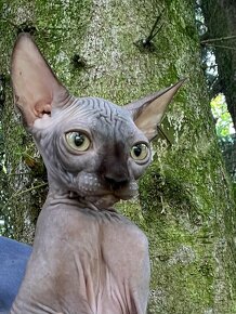 Kanadský sphynx